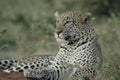 A Leopard Panthera Pardus. Chui