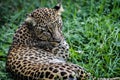 Beautiful leopard portrait - close up on leopard laying down on the grass Royalty Free Stock Photo