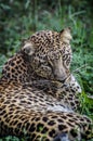 Beautiful leopard portrait - close up on leopard laying down on the grass Royalty Free Stock Photo