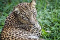 Beautiful leopard portrait - close up on leopard laying down on the grass Royalty Free Stock Photo