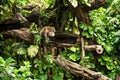 leopard resting on a tree limb at Balinese zoo.