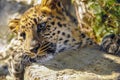 Beautiful leopard roars