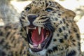 Beautiful leopard roars