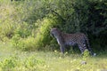 Beautiful leopard in savanna on a sunny day in summer