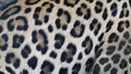 Beautiful Leopard skin texture background natural pattern. Royalty Free Stock Photo