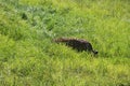 A beautiful Leopard slinks through the grass. In the spacious Jukani Wildlife Sanctuary, South Africa. Royalty Free Stock Photo