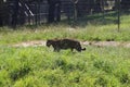 A beautiful Leopard slinks through the grass. In the spacious Jukani Wildlife Sanctuary, South Africa. Royalty Free Stock Photo