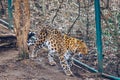 Beautiful leopard walking on nature background. In zoo. Prague, Czech Republic. Leopard in a Prague Zoo Royalty Free Stock Photo