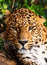 Beautiful leopardess Royalty Free Stock Photo