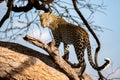 A beautiful lepard on the tree is watching Royalty Free Stock Photo