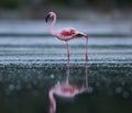 Beautiful Lesser Flamingo Royalty Free Stock Photo