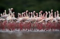 Beautiful Lesser Flamingos, an eye level shot, Bogoria lake Royalty Free Stock Photo