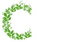 Beautiful Letter C with leaves on white background