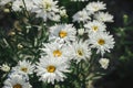 Beautiful leucanthemum blooming in english cottage garden. Close up of white daisy flowers. Floral wallpaper. Homestead lifestyle