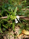 Beautiful Leucas aspera flower