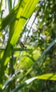 Beautiful Leucauge argyra spider making web. Royalty Free Stock Photo