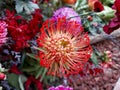 Beautiful Leucospermum condifolium, Flowers of Pincushions. Royalty Free Stock Photo