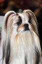 Beautiful Lhasa Apso dog