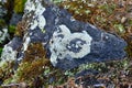 Beautiful lichen on a granite stone. Karelia, Russia