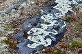 Beautiful lichen on a granite stone. Karelia, Russia