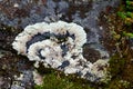 Beautiful lichen on a granite stone. Karelia, Russia