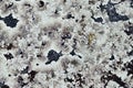 Beautiful lichen on a granite stone. Karelia, Russia