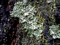 Beautiful lichen with the Latin name Cladonia foliacea, macro, narrow focus zone