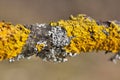 Beautiful lichens Xanthoria parietina and Physcia aipolia. Royalty Free Stock Photo