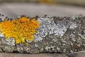 Beautiful lichens Xanthoria parietina and Physcia aipolia Royalty Free Stock Photo