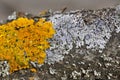 Beautiful lichens Xanthoria parietina and Physcia aipolia Royalty Free Stock Photo