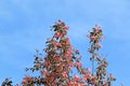 Beautiful life and love of blooming apple tree Royalty Free Stock Photo