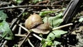 Snail, nature photo