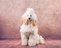 A beautiful light apricot poodle in a modern coat color on a vintage background. 9 months old dog