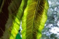 Beautiful light background and fern spore