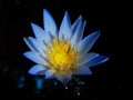 Beautiful light blue aquatic lily flower nymphaeaceae