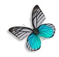 beautiful light blue butterfly isolated on white background Royalty Free Stock Photo