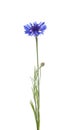 Beautiful light blue cornflower plant isolated on white