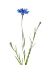 Beautiful light blue cornflower plant isolated on white