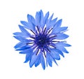 Beautiful light blue cornflower plant isolated on white