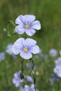 Beautiful light blue flowers of Wood forget-me-not plant, latin name Myosotis Sylvatica, growing on spring meadow Royalty Free Stock Photo