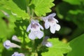 Beautiful glechoma flowers in the meadow, closeup