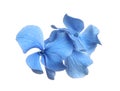 Beautiful light blue hortensia plant florets on white background Royalty Free Stock Photo