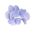 Beautiful light blue hortensia plant florets on white background Royalty Free Stock Photo