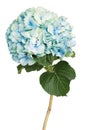 Beautiful light blue hydrangea isolated on white background Royalty Free Stock Photo