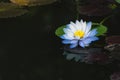 beautiful light blue lotus flower on deep blue water surface