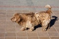 Beautiful light brown dogs with dreadlocks.