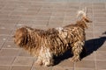 Beautiful light brown dogs with dreadlocks.