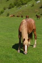 Beautiful light brown horse eating on green grass field against Royalty Free Stock Photo