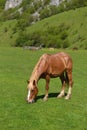Beautiful light brown horse eating on green grass field against Royalty Free Stock Photo