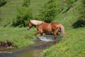 Beautiful light brown horse passing mountain water stream and sp Royalty Free Stock Photo